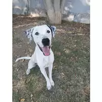 Foto dell\'animale cane - Matr. 2023/0542 - Microchip 380260044926489