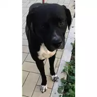 Foto dell\'animale cane - Matr. 2023/1761 - Microchip 380260045013266