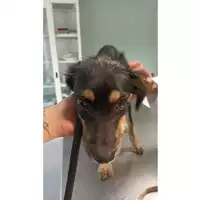 Foto dell\'animale cane - Matr. 2023/1763 - Microchip 380260045071573