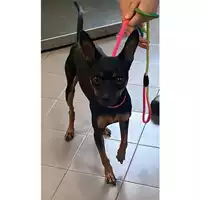 Foto dell\'animale cane - Matr. 2023/1764 - Microchip 380260102117698