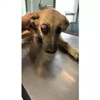 Foto dell\'animale cane - Matr. 2023/1768 - Microchip 380260045072339