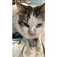 Foto dell\'animale gatto - Matr. 2023/1770 - Microchip 380260045072138