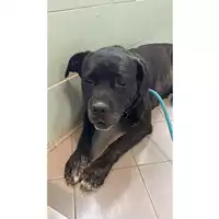 Foto dell\'animale cane - Matr. 2023/1772 - Microchip 380260045071638