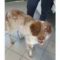 Foto dell\'animale cane - Matr. 2023/1774 - Microchip 380260004555387