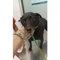Foto dell\'animale cane - Matr. 2023/1776 - Microchip 380260002114255