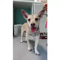 Foto dell\'animale cane - Matr. 2023/1775 - Microchip 380260045072013