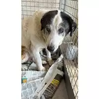 Foto dell\'animale cane - Matr. 2017/2392 - Microchip 380260042530000