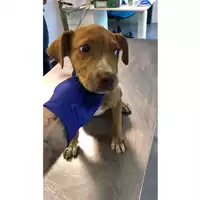 Foto dell\'animale cane - Matr. 2023/1782 - Microchip 380260045013433