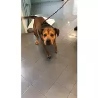 Foto dell\'animale cane - Matr. 2023/1790 - Microchip 380260045015894
