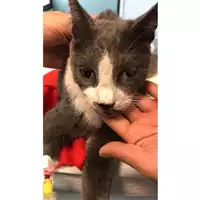 Foto dell\'animale gatto - Matr. 2023/1791 - Microchip 380260045016522