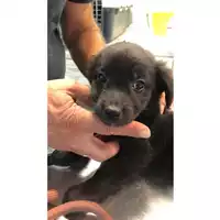 Foto dell\'animale cane - Matr. 2023/1793 - Microchip 380260045012750