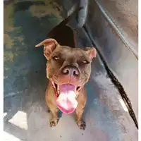 Foto dell\'animale cane - Matr. 2023/0398 - Microchip 380260101574174