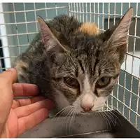 Foto dell\'animale gatto - Matr. 2023/1794 - Microchip 380260045013125