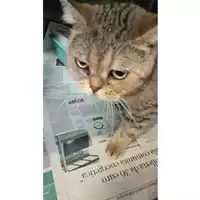 Foto dell\'animale gatto - Matr. 2023/1795 - Microchip 380260002892972