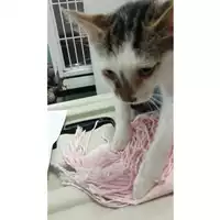 Foto dell\'animale gatto - Matr. 2023/1800 - Microchip 380260045013562