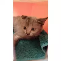 Foto dell\'animale gatto - Matr. 2023/1803 - Microchip 380260045013282