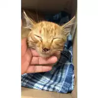 gatto - Matr. 2023/1802 - Microchip 380260045001537
