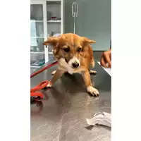 Foto dell\'animale cane - Matr. 2023/1806 - Microchip 380260045072077