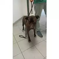 Foto dell\'animale cane - Matr. 2022/1325 - Microchip 380260044579286