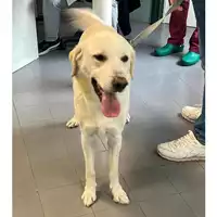 Foto dell\'animale cane - Matr. 2023/1809 - Microchip 380260100647921