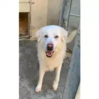 Foto dell\'animale cane - Matr. 2023/1810 - Microchip 380260045071530