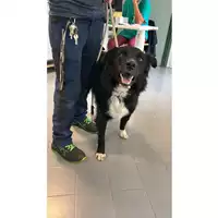 Foto dell\'animale cane - Matr. 2023/1811 - Microchip 380260101917545