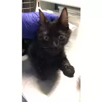Foto dell\'animale gatto - Matr. 2023/1812 - Microchip 380260045072454