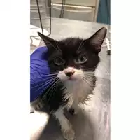 Foto dell\'animale gatto - Matr. 2023/1815 - Microchip 380260044730345