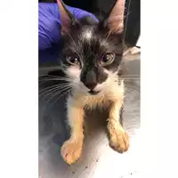 Foto dell\'animale gatto - Matr. 2023/1816 - Microchip 380260044730481