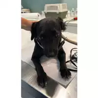 Foto dell\'animale cane - Matr. 2023/1822 - Microchip 380260044731160