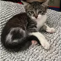 Foto dell\'animale gatto - Matr. 2023/1825 - Microchip 380260044730605