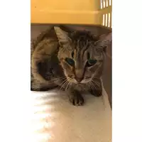 Foto dell\'animale gatto - Matr. 2023/1828 - Microchip 380260044730682