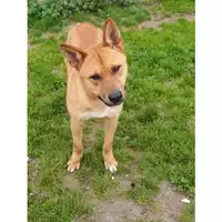 Foto dell\'animale cane - Matr. 2020/1097 - Microchip 380260044280779