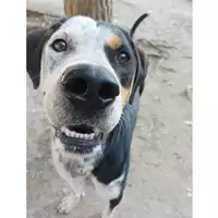 Foto dell\'animale cane - Matr. 2023/0807 - Microchip 380260045015705