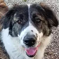 Foto dell\'animale cane - Matr. 2022/1425 - Microchip 380260102072612