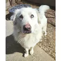 Foto dell\'animale cane - Matr. 2023/1830 - Microchip 380260044730859