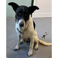 Foto dell\'animale cane - Matr. 2023/1833 - Microchip 380260044731032