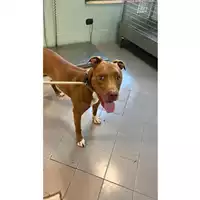 Foto dell\'animale cane - Matr. 2023/1835 - Microchip 380260100699810