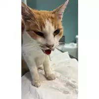 Foto dell\'animale gatto - Matr. 2023/1834 - Microchip 380260044730829