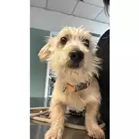 Foto dell\'animale cane - Matr. 2023/1838 - Microchip 380260043138557