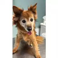 Foto dell\'animale cane - Matr. 2023/1840 - Microchip 380260045013472
