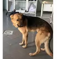 Foto dell\'animale cane - Matr. 2023/1844 - Microchip 380260045072290