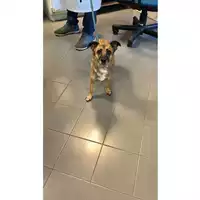 Foto dell\'animale cane - Matr. 2023/1845 - Microchip 380260044730288