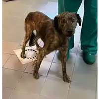 Foto dell\'animale cane - Matr. 2023/1846 - Microchip 380260045012800