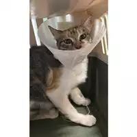 Foto dell\'animale gatto - Matr. 2023/1848 - Microchip 380260045013099