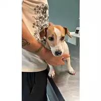 Foto dell\'animale cane - Matr. 2023/1852 - Microchip 380260045012972