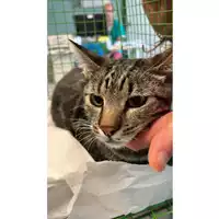 Foto dell\'animale gatto - Matr. 2023/1850 - Microchip 380260045013013