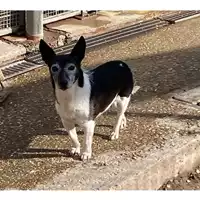 Foto dell\'animale cane - Matr. 2023/1847 - Microchip 380260000645616