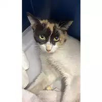 Foto dell\'animale gatto - Matr. 2023/1851 - Microchip 380260045016021