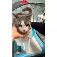 Foto dell\'animale gatto - Matr. 2023/1849 - Microchip 380260045012916